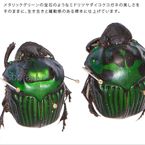 アカツヤダイコクコガネ　5頭セット Amazon.co.jp: 虫の標本 ミドリツヤダイコクコガネ 2匹 ライト